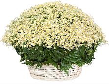 Цветочная композиция из Ромашки в корзине #REPLACE_PRED# Клишино